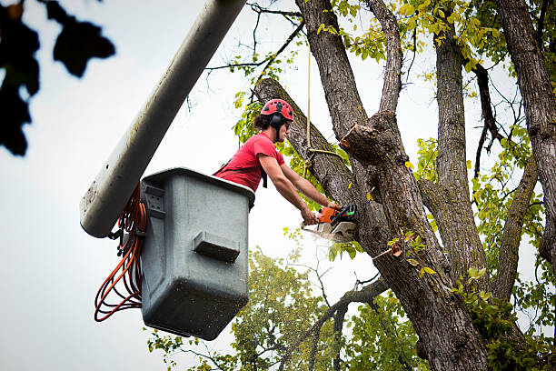 Tree Removal for Businesses in Glen Rock, NJ